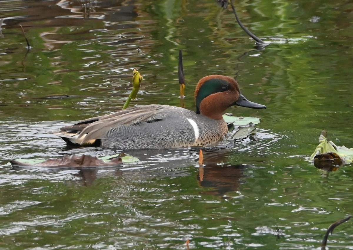 Green-winged Teal - ML406657721