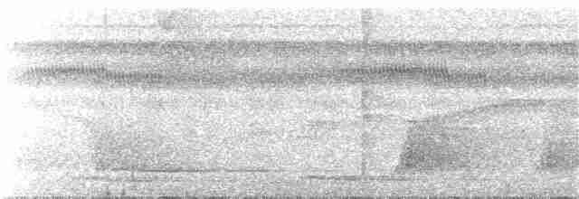 Тріскопліт рудолобий (підвид transfluvialis) - ML406658561