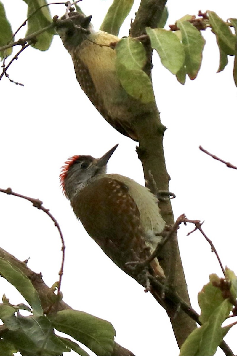 Speckle-breasted Woodpecker - ML406658641