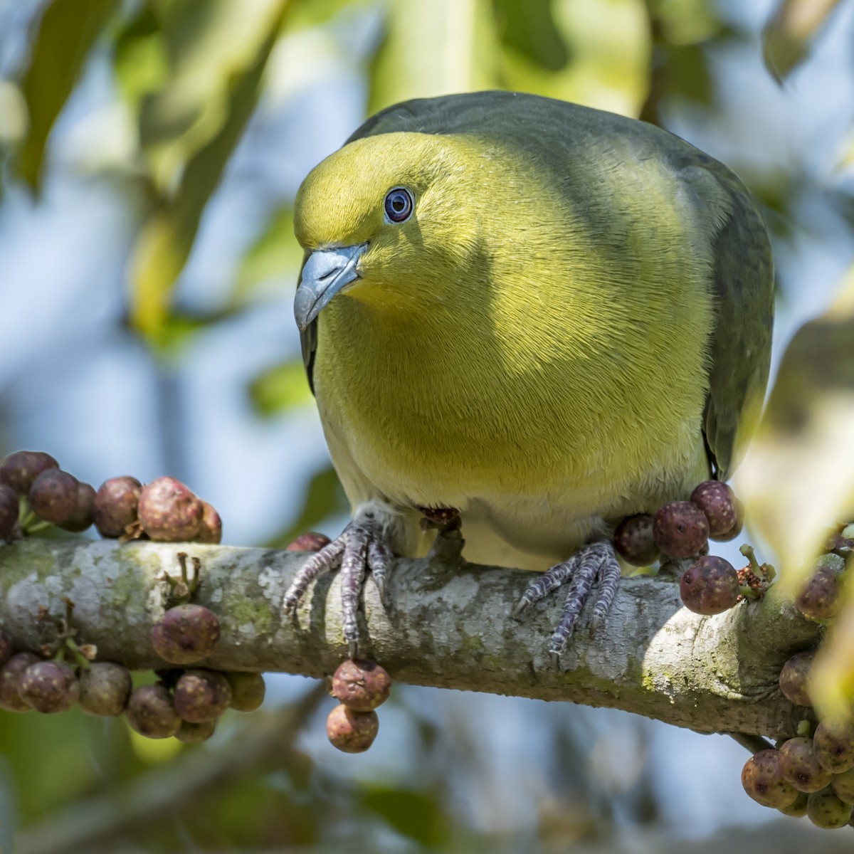 White-bellied Green-Pigeon - ML406661141