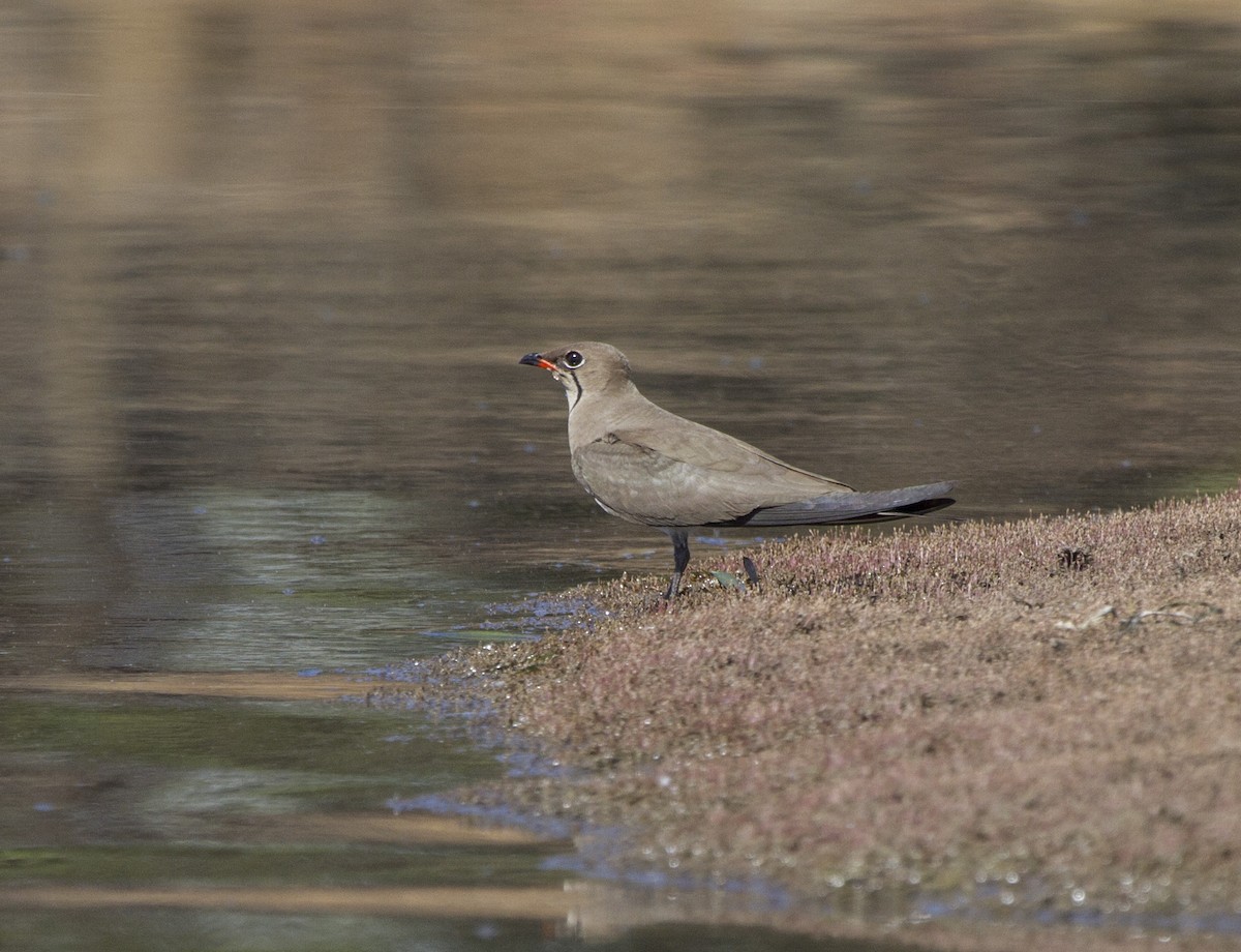 Collared Pratincole - Marie Lister
