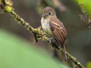  - Roraiman Flycatcher