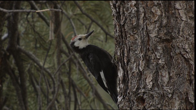 White-headed Woodpecker - ML406672