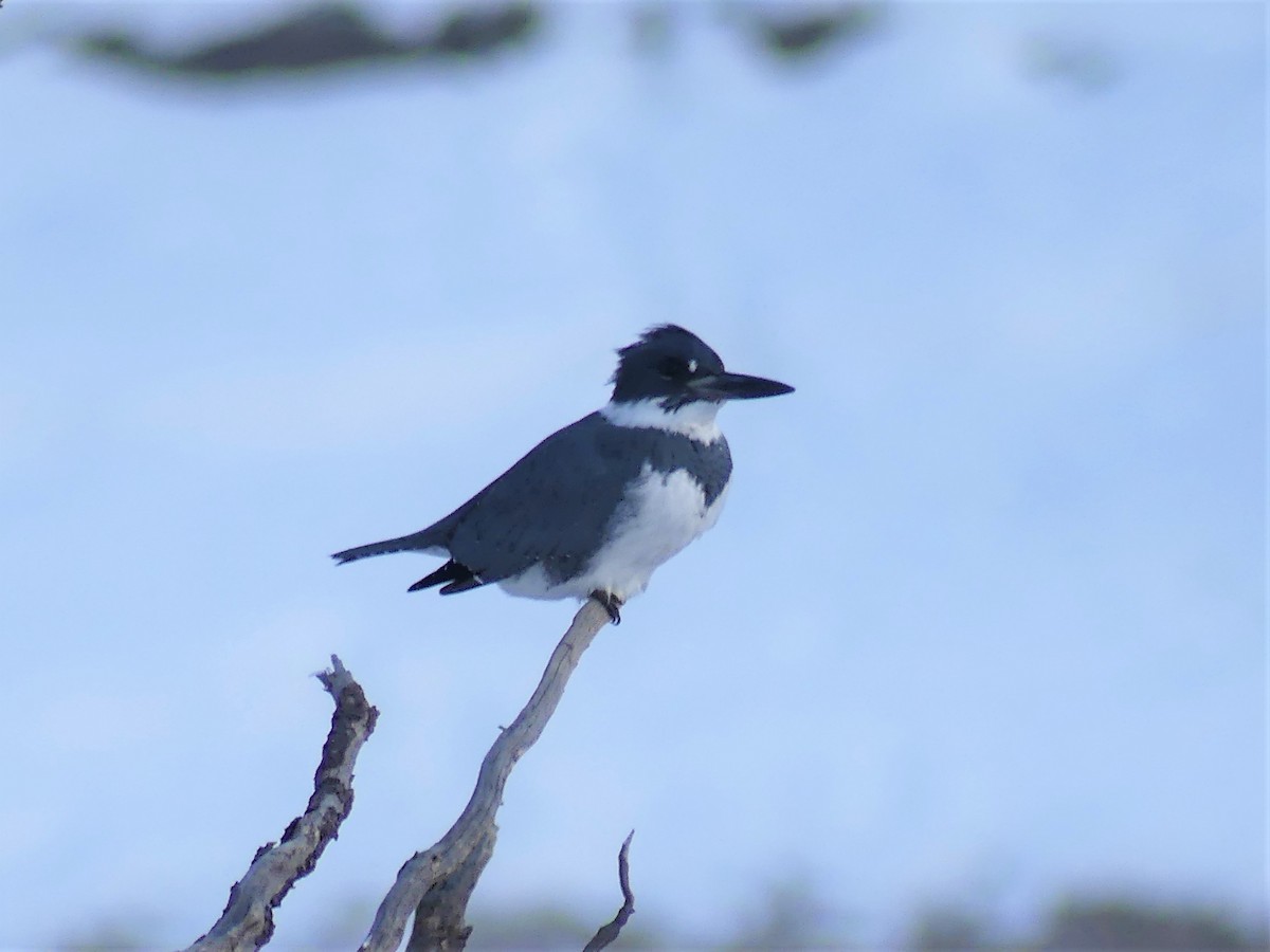 Belted Kingfisher - ML406674671
