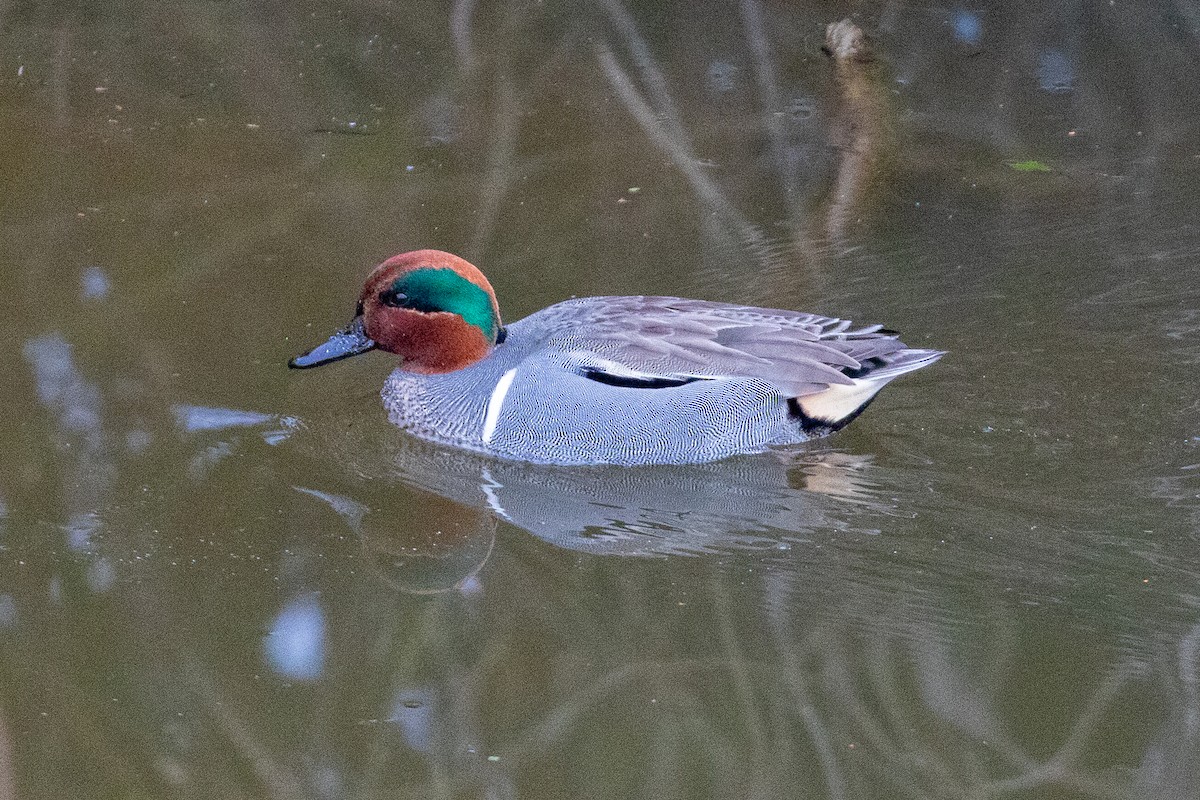 Green-winged Teal - ML406676691