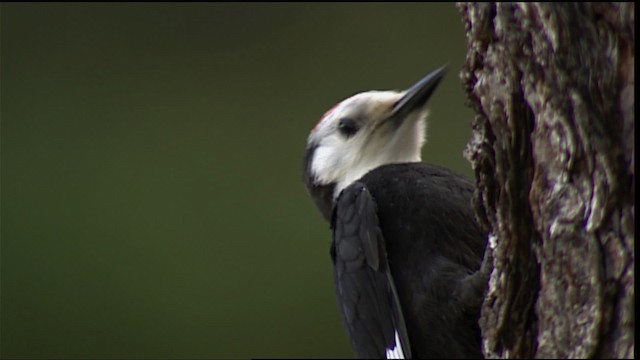 White-headed Woodpecker - ML406677