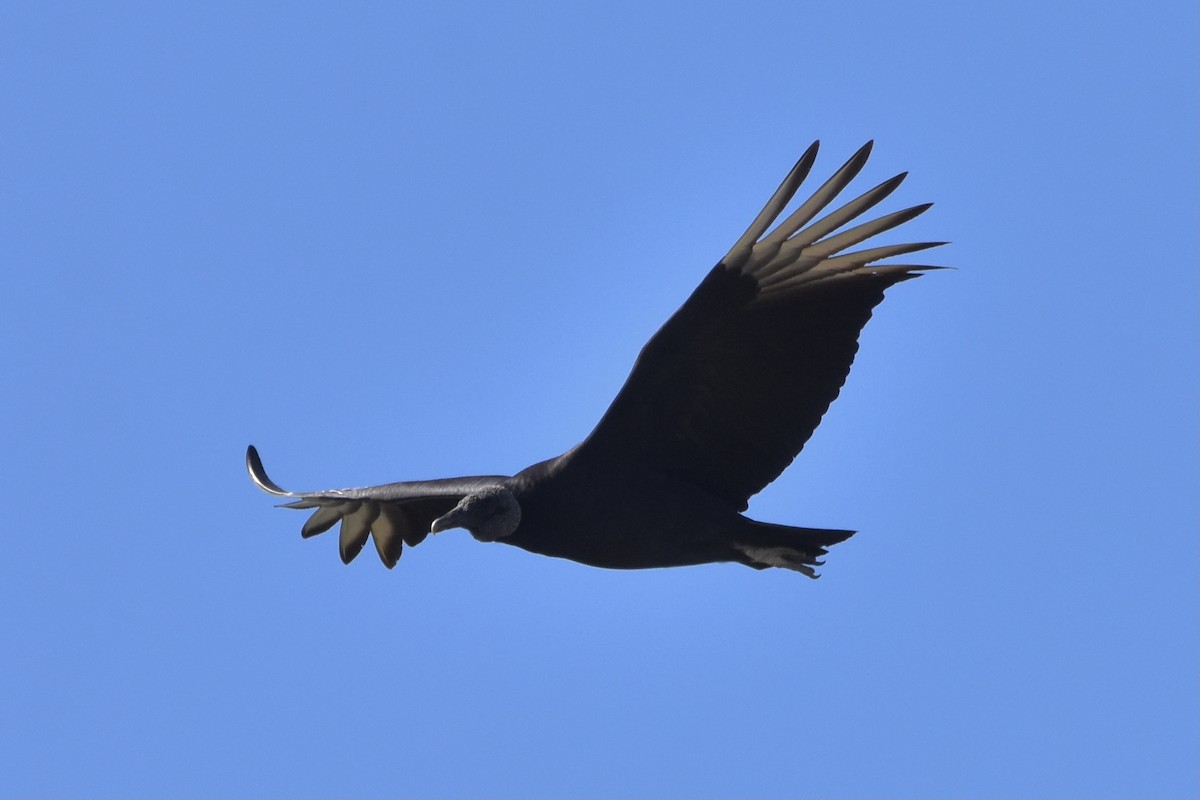 Black Vulture - ML406677711