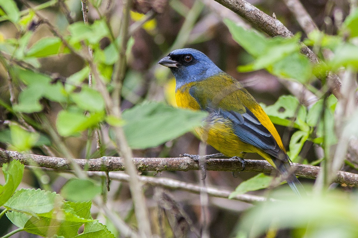 Blue-and-yellow Tanager - ML40667891