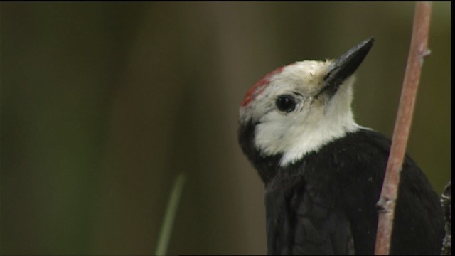White-headed Woodpecker - ML406679