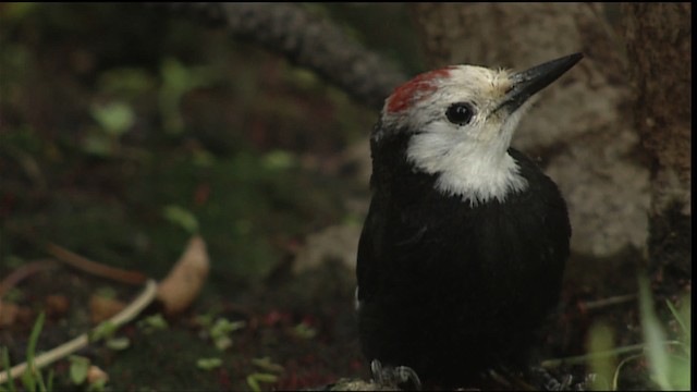 White-headed Woodpecker - ML406681