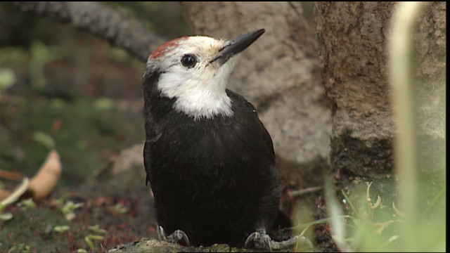 White-headed Woodpecker - ML406682