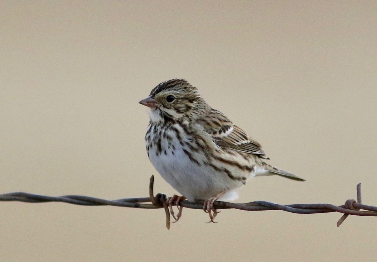 Savannah Sparrow - ML406682321