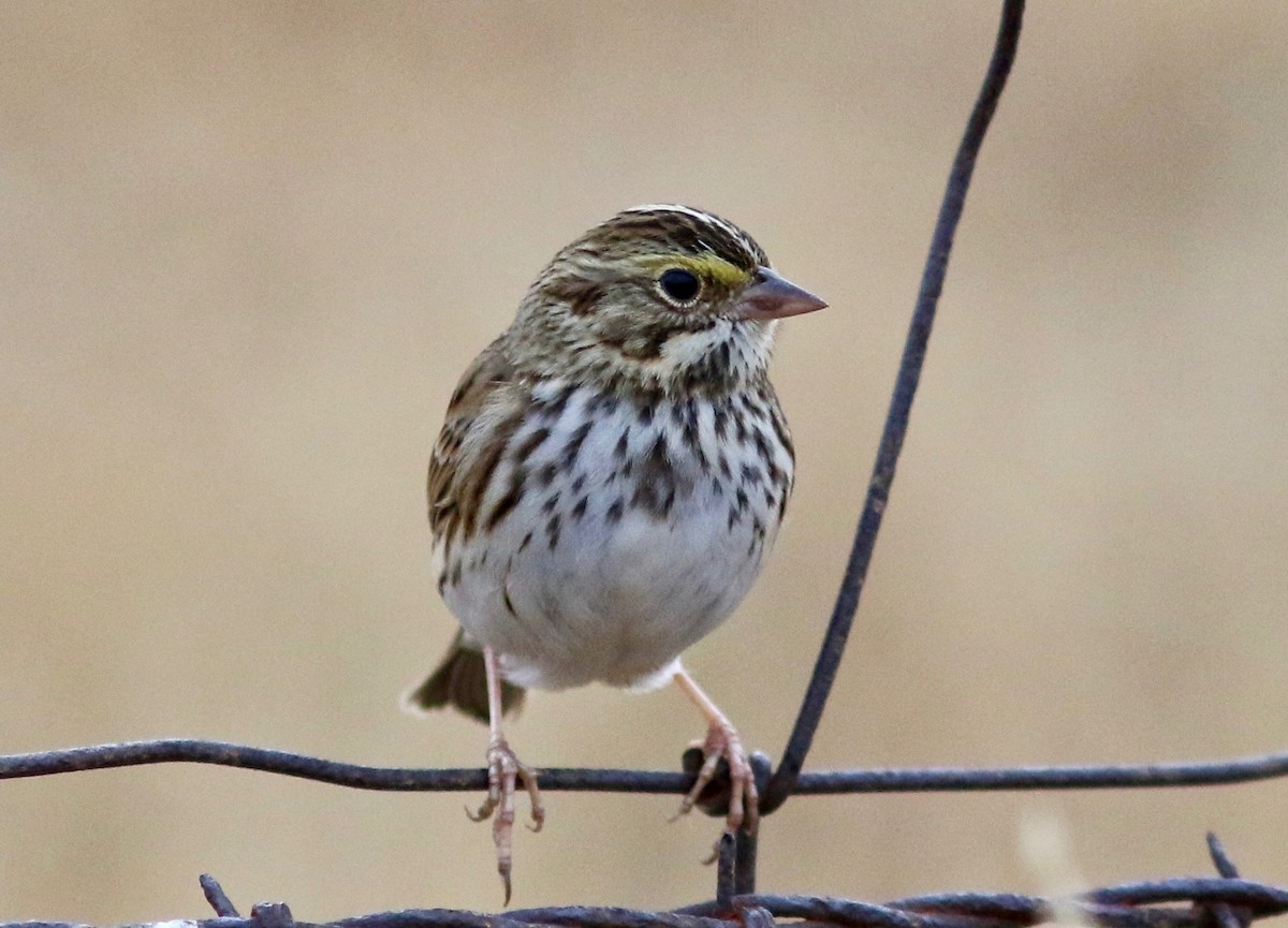 Savannah Sparrow - ML406682401