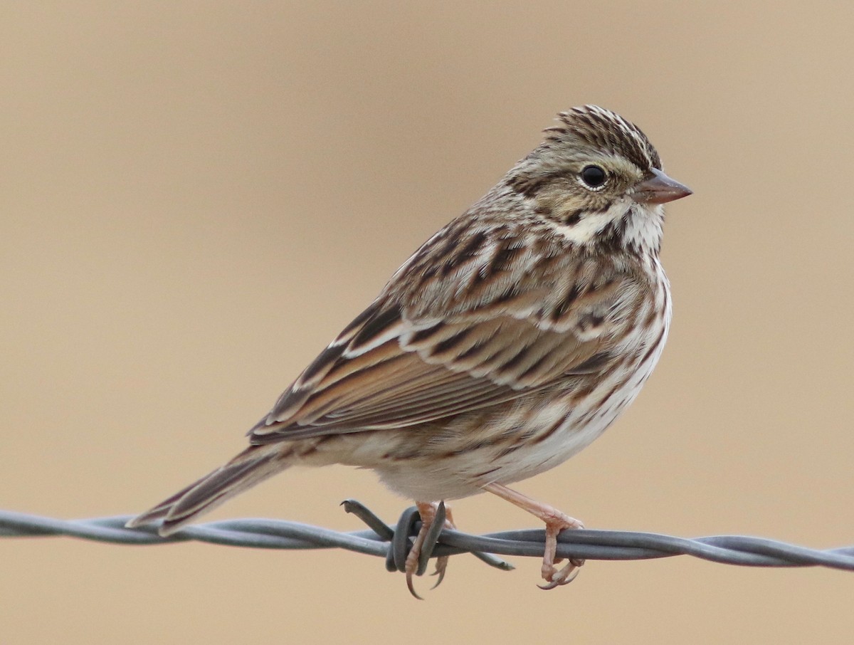 Savannah Sparrow - ML406682481