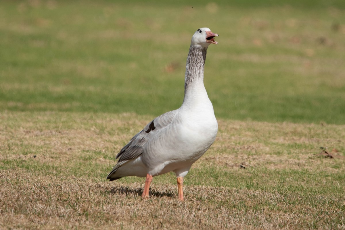 Graylag Goose (Domestic type) - ML406683471