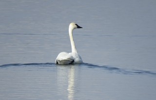 Tundra Swan, ML40668381
