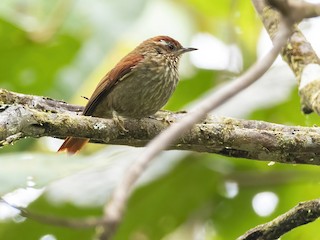  - Spectacled Prickletail