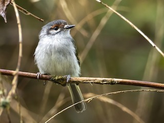  - Rufous-browed Tyrannulet