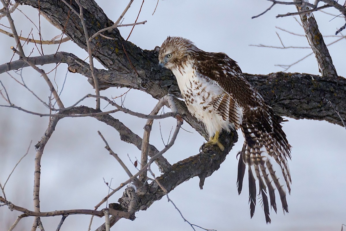 Red-tailed Hawk - ML406688781