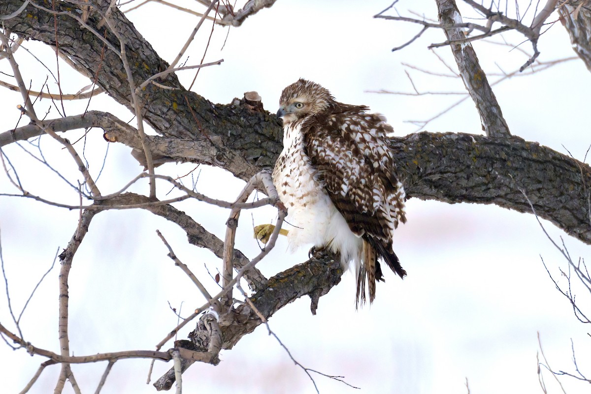Red-tailed Hawk - ML406688821