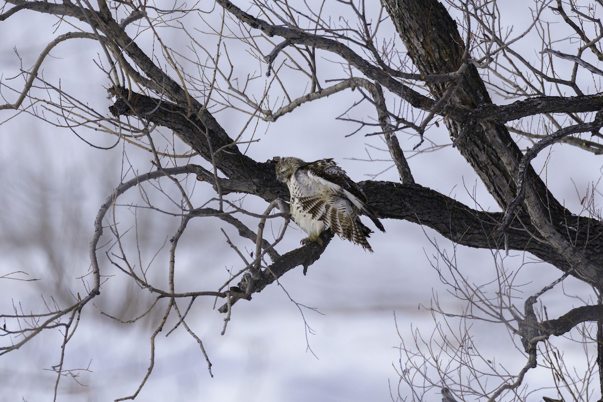 Red-tailed Hawk - ML406688871