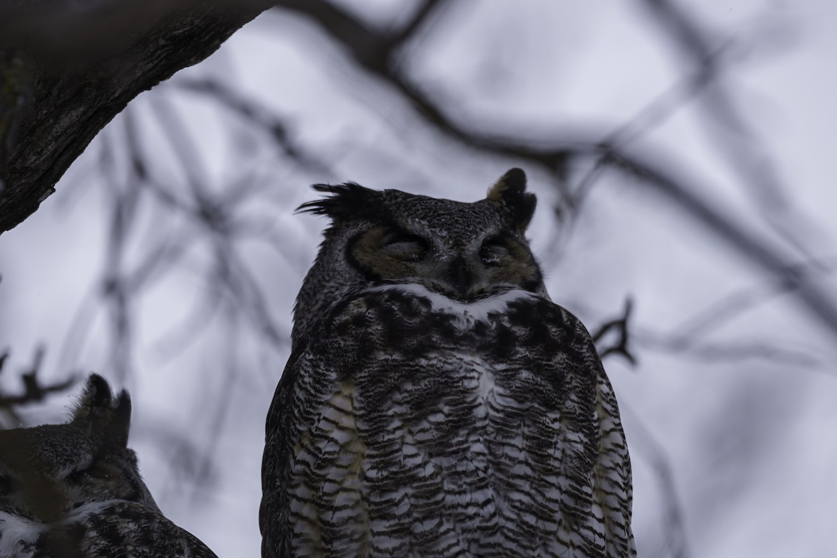 Great Horned Owl - ML406693421