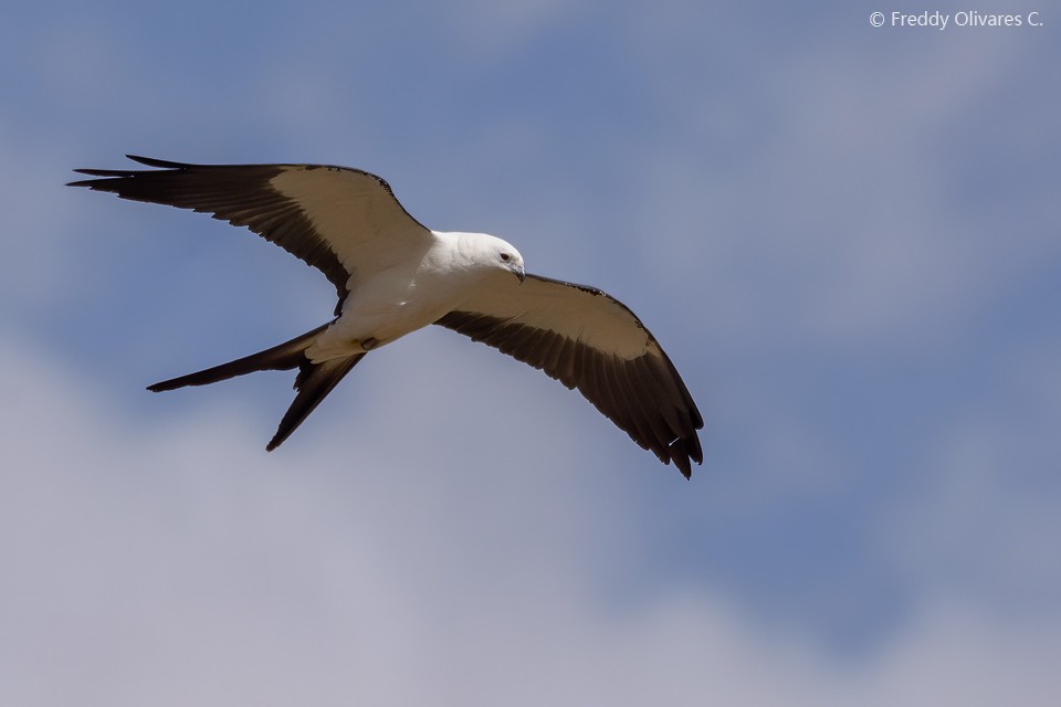 Swallow-tailed Kite - ML406695661