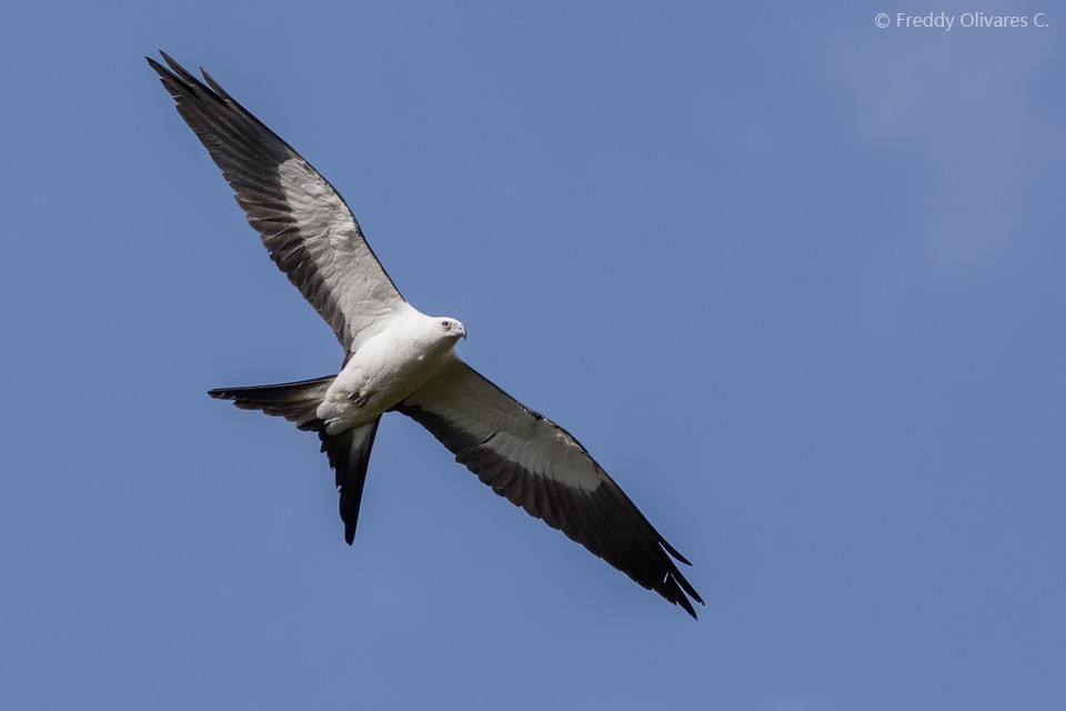 Swallow-tailed Kite - ML406695671
