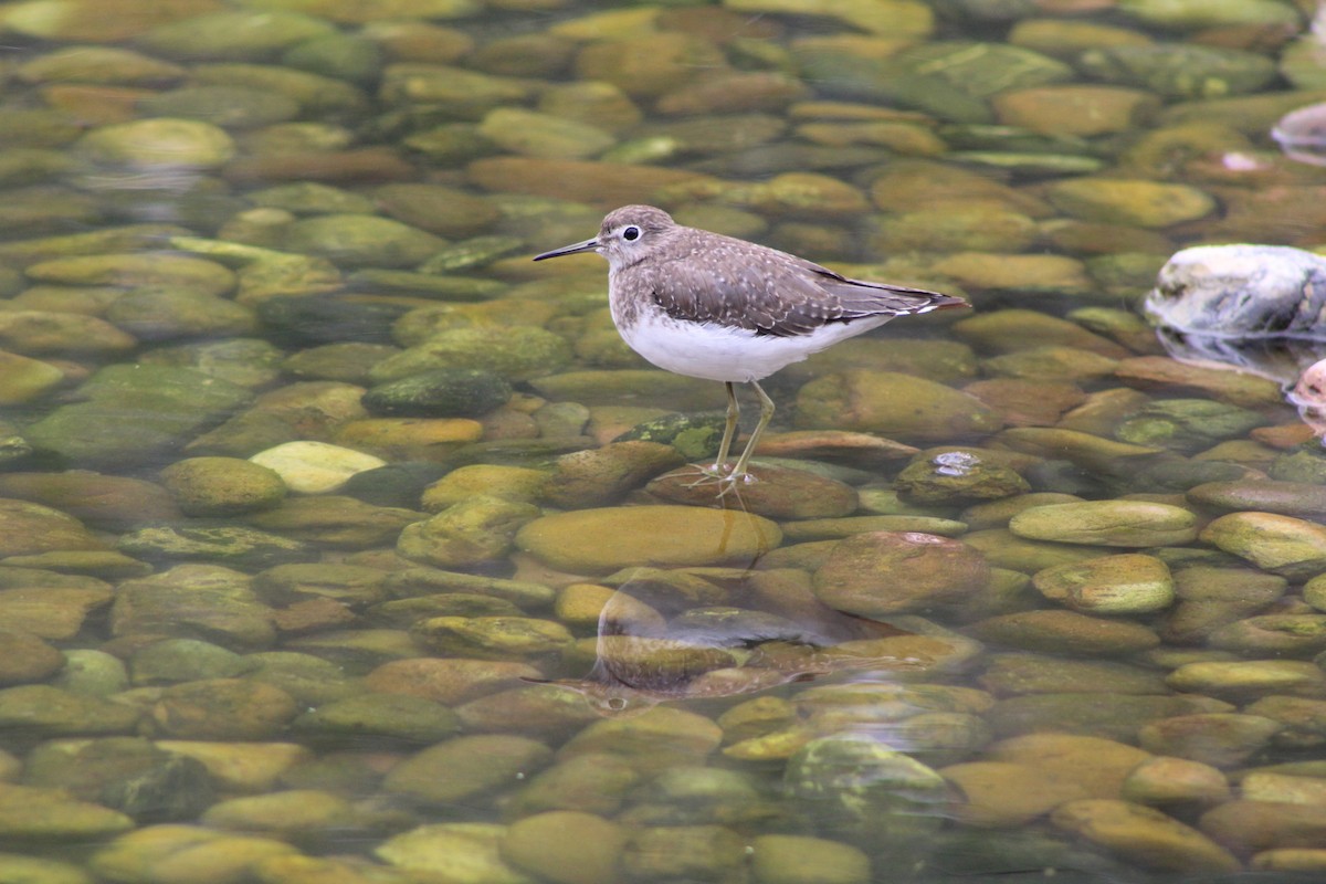 Solitary Sandpiper - Barry Kinch