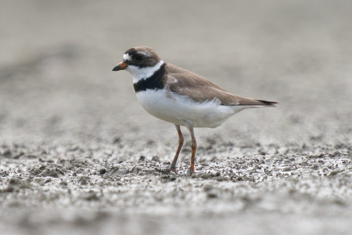 Semipalmated Plover - ML406698171