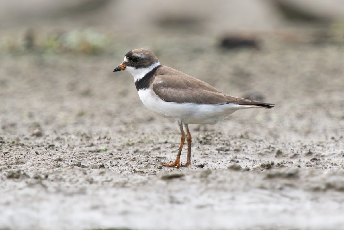 Semipalmated Plover - ML406698181