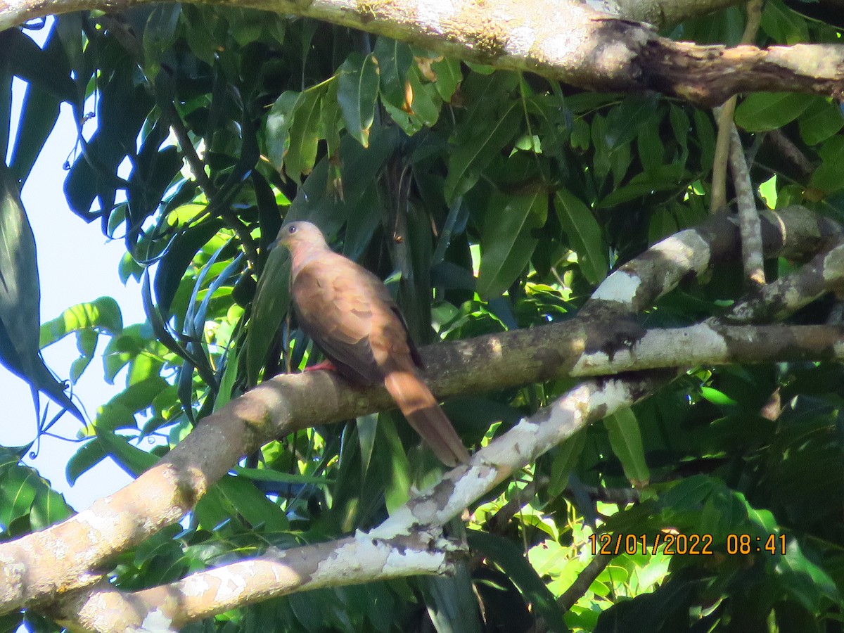 Brown Cuckoo-Dove - ML406701851