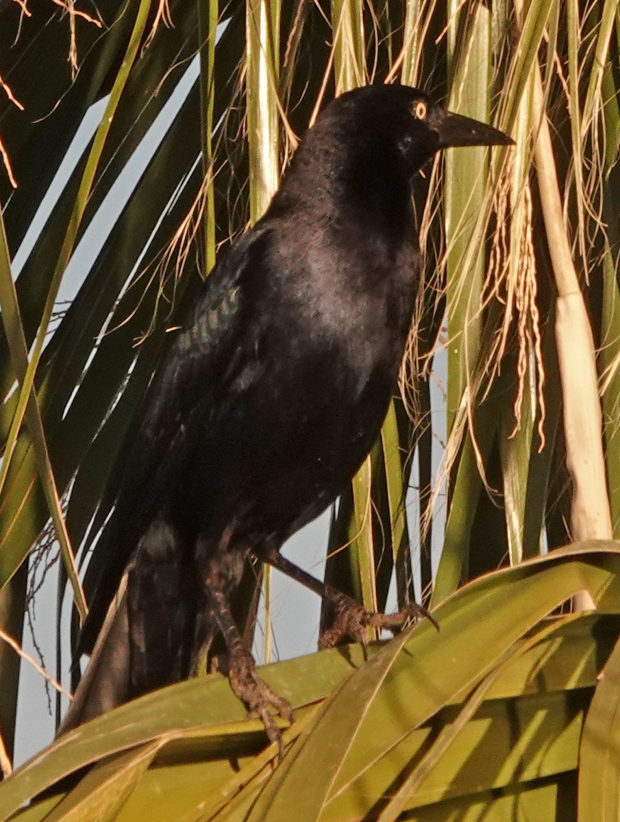 Great-tailed Grackle - ML406702571