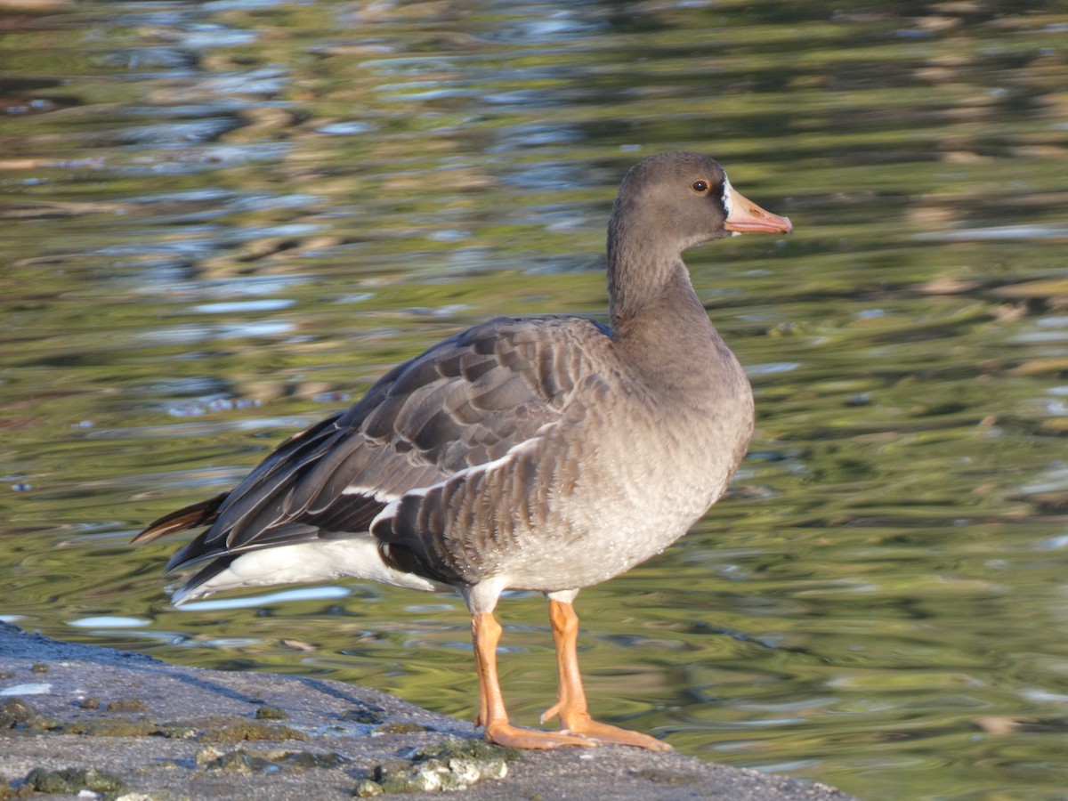 Greater White-fronted Goose - ML406713331