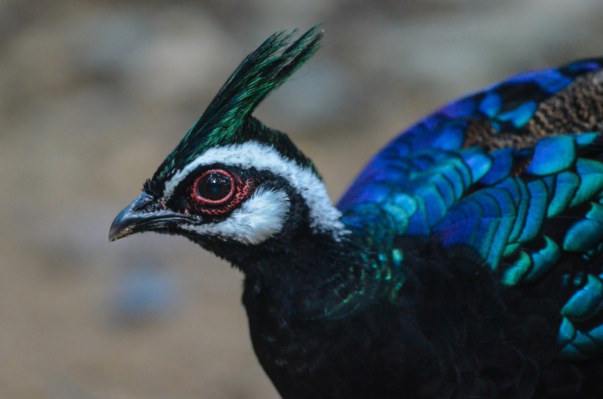 Palawan Peacock-Pheasant - ML40671431