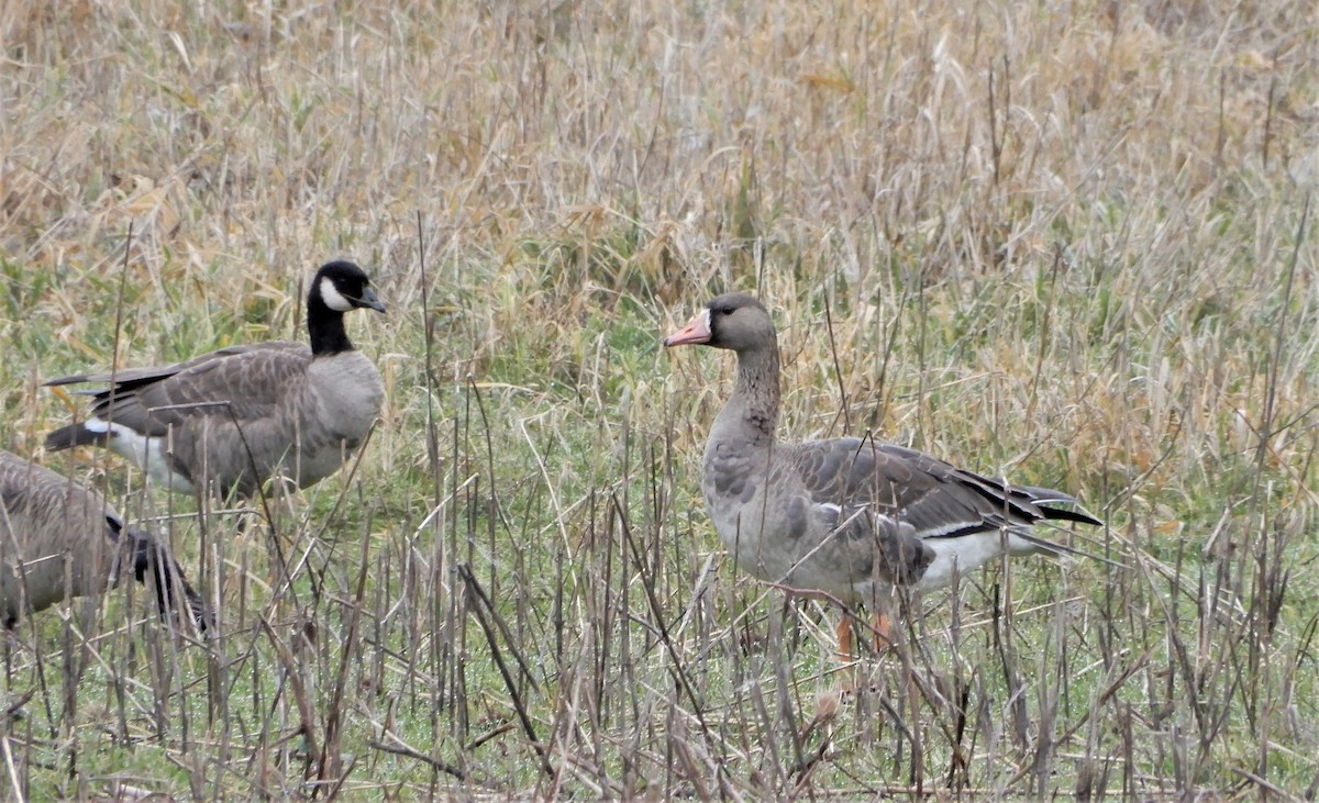 Greater White-fronted Goose - ML406717431