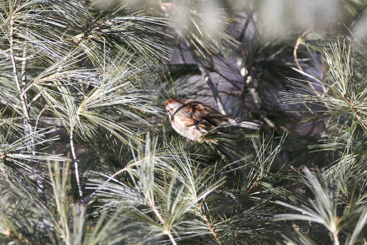 American Tree Sparrow - ML406719961