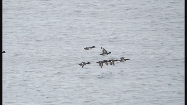 Greater Scaup - ML406721091