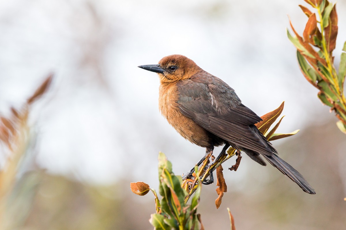 Boat-tailed Grackle - ML406726291