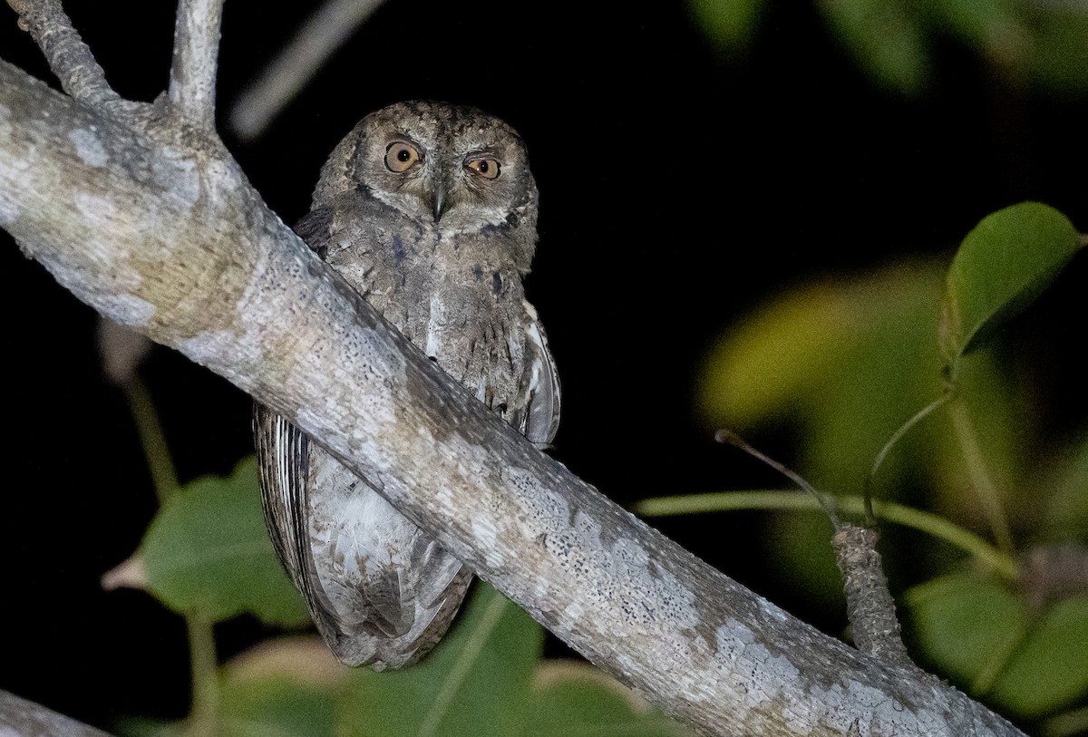 Mantanani Scops-Owl - Forest Botial-Jarvis