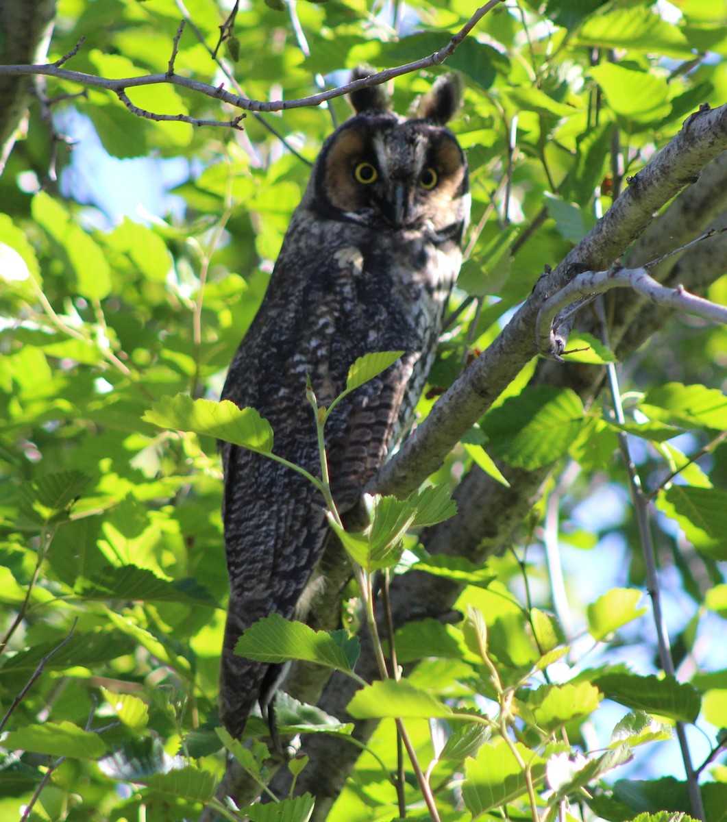 Long-eared Owl - ML40672811