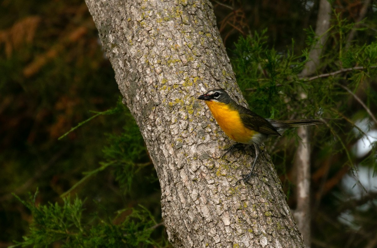 Yellow-breasted Chat - ML406729741