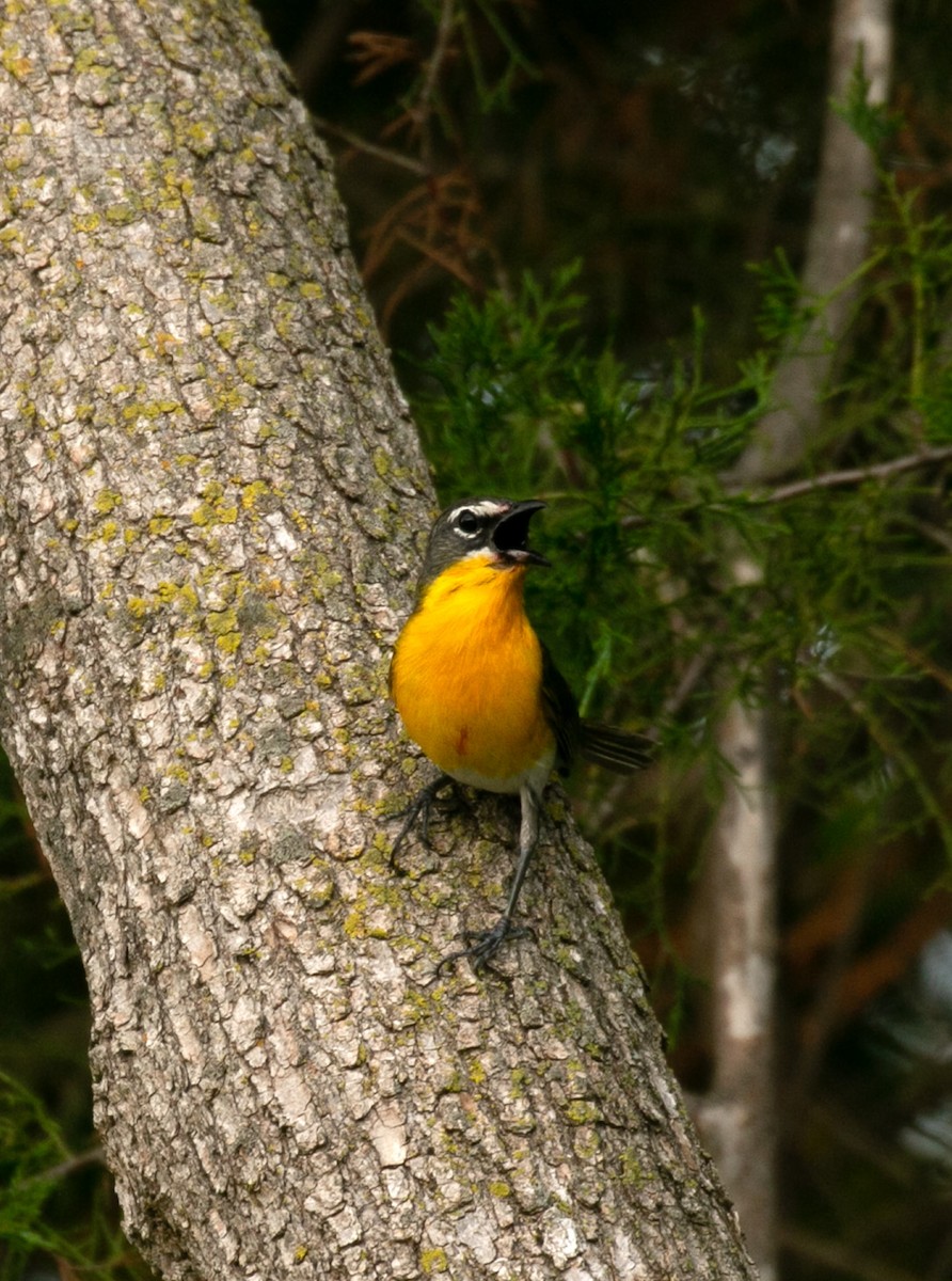 Yellow-breasted Chat - ML406730701
