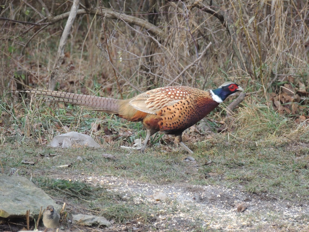 Ring-necked Pheasant - ML40673391