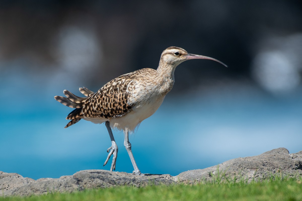 Bristle-thighed Curlew - ML406735371