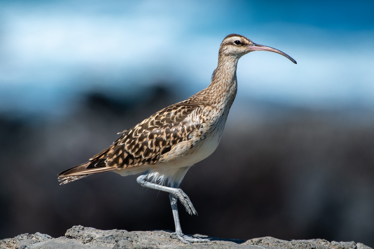 Bristle-thighed Curlew - ML406735441