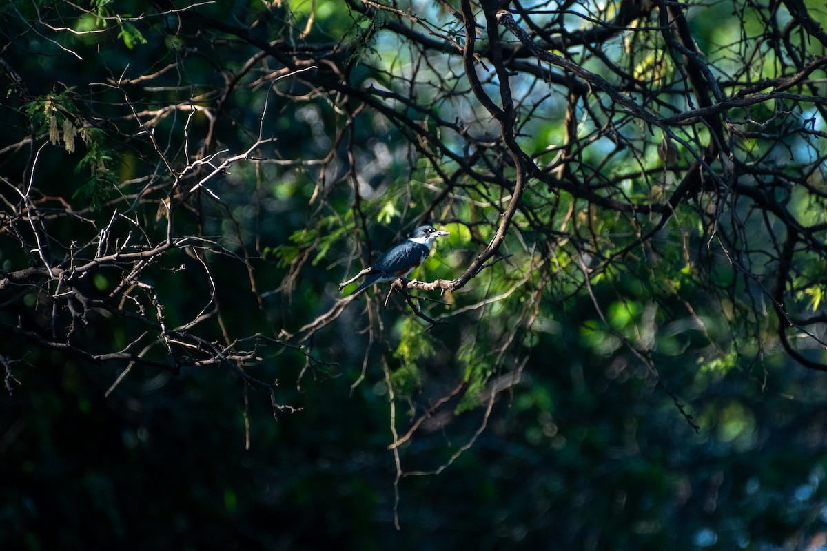 Belted Kingfisher - ML406735941