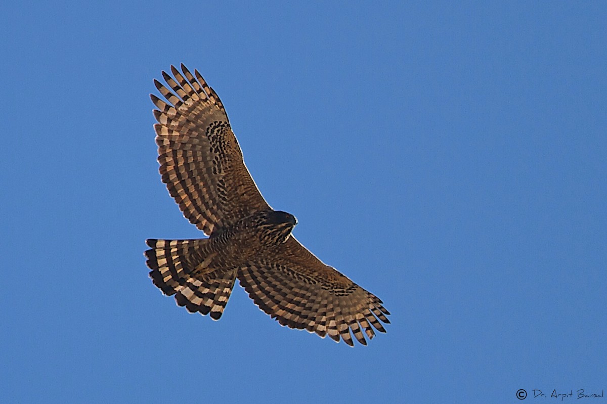 Mountain Hawk-Eagle - Arpit Bansal