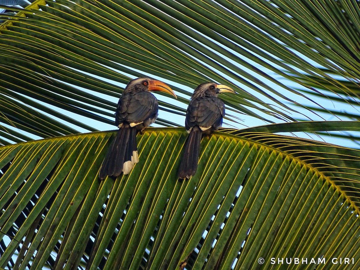 Malabar Gray Hornbill - Shubham Giri