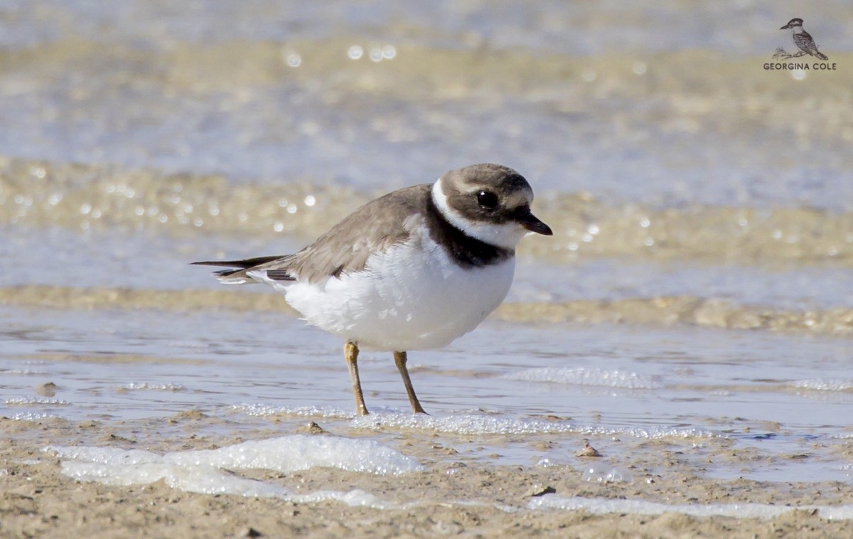 Common Ringed Plover - ML406747151
